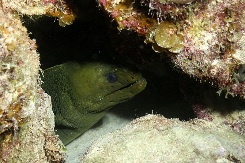 Bonaire - photo n° 64