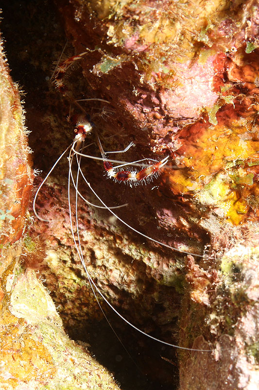 Bonaire - photo n° 65