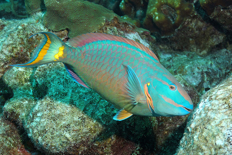 Bonaire - photo n° 67
