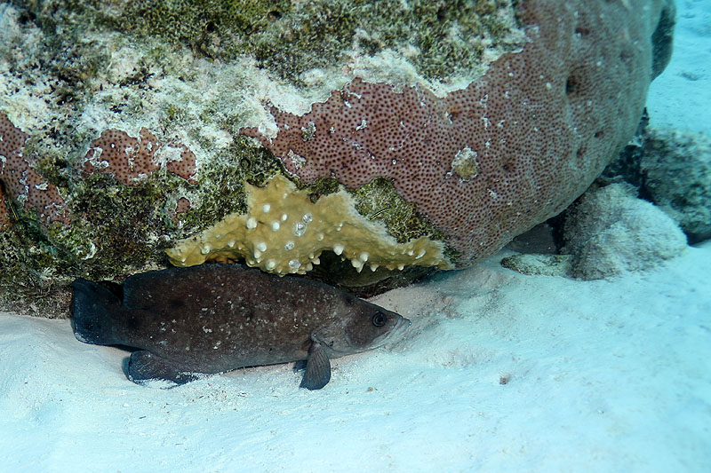 Bonaire - photo n° 68
