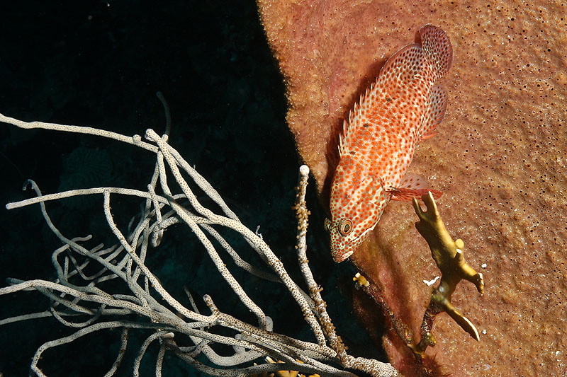 Bonaire - photo n° 87