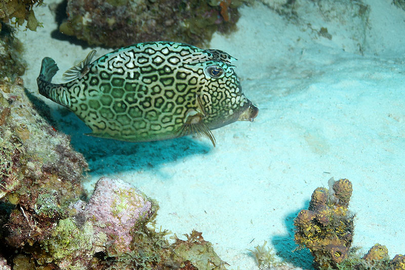 Bonaire - photo n° 88