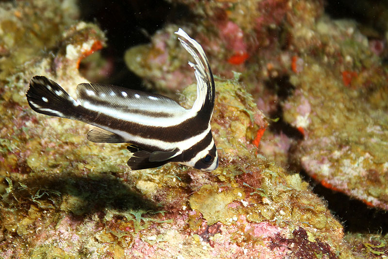 Bonaire - photo n° 89