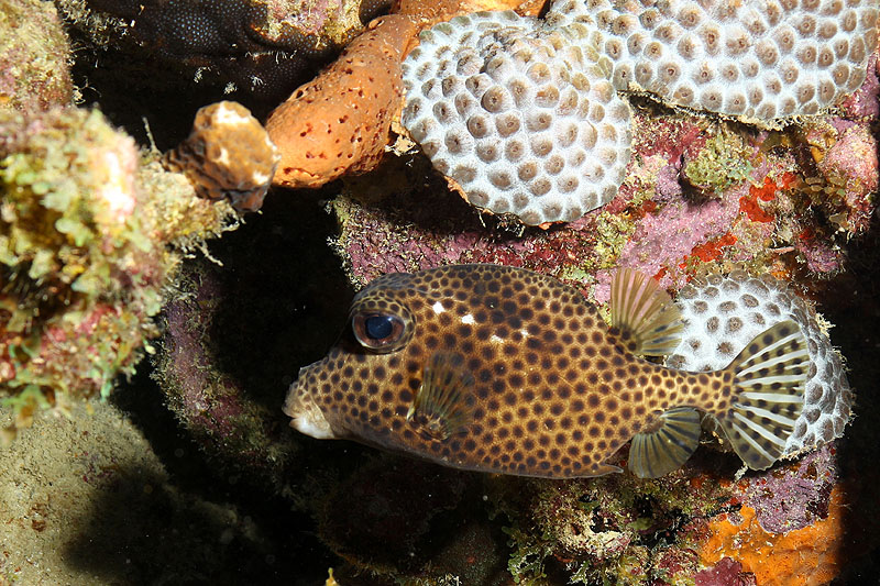 Bonaire - photo n° 91