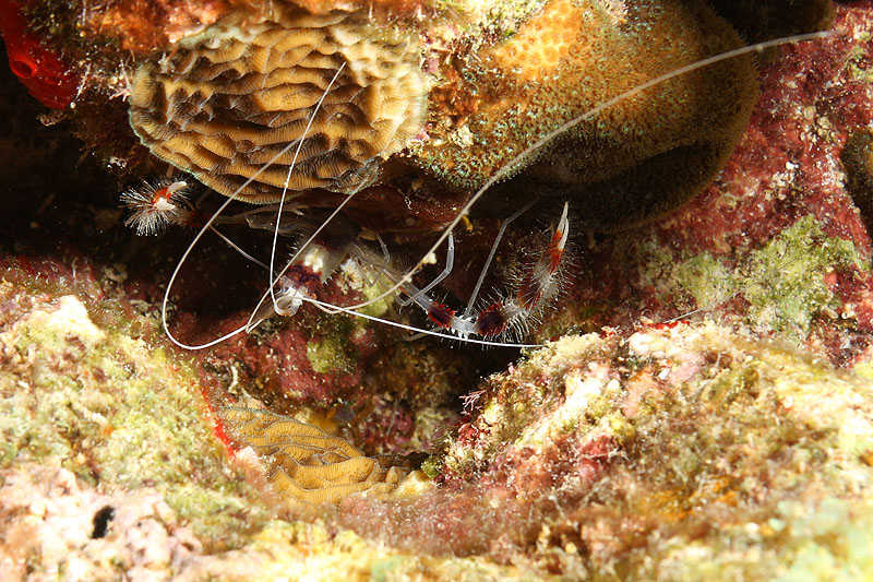 Bonaire - photo n° 93