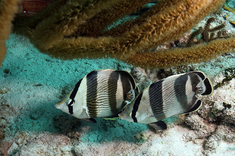 Bonaire - photo n° 96