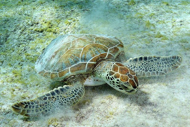 Bonaire - photo n° 97