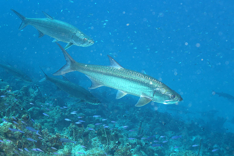 Bonaire - photo n° 99