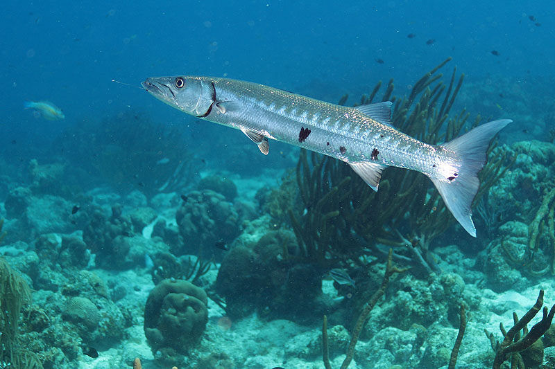 Bonaire - photo n° 100