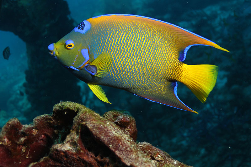 Bonaire - photo n° 103