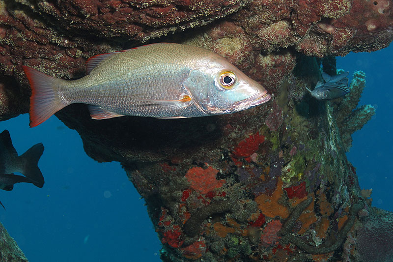 Bonaire - photo n° 105
