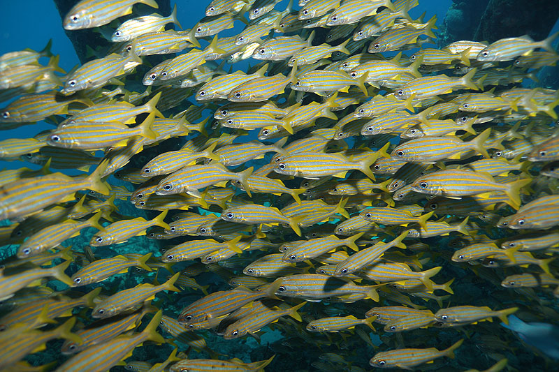 Bonaire - photo n° 106
