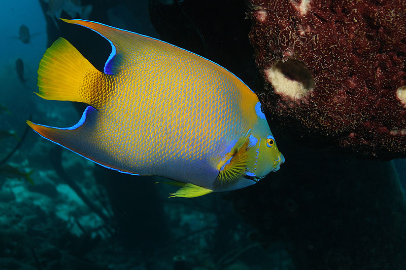 Bonaire - photo n° 107