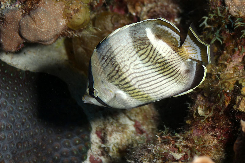 Bonaire - photo n° 108