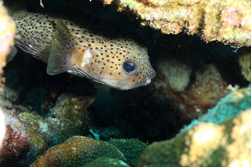 Bonaire - photo n° 111