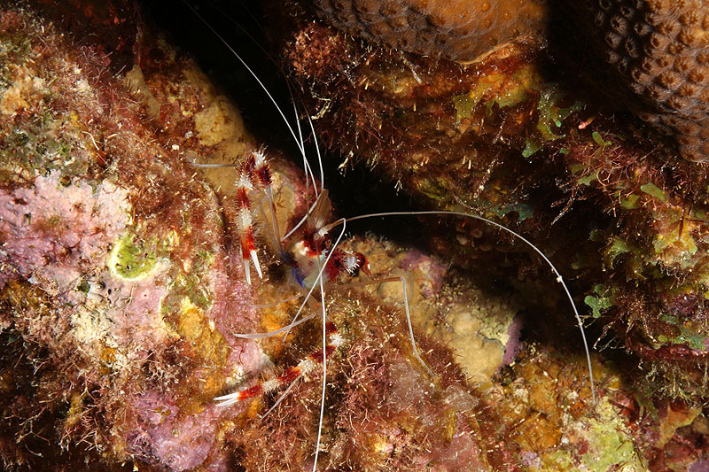 Bonaire - photo n° 112