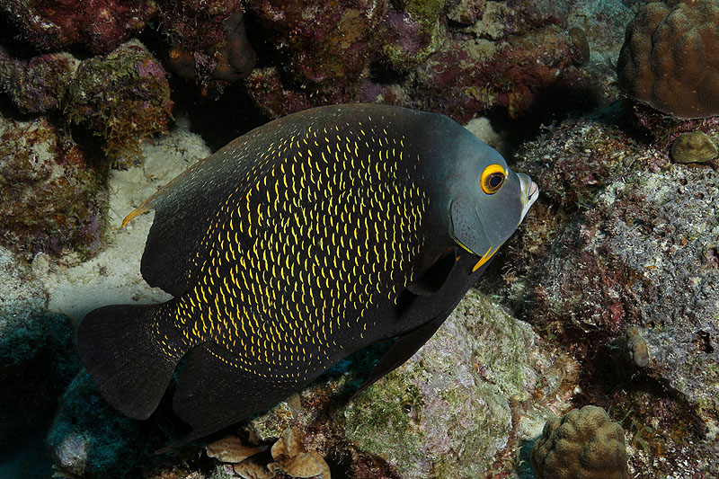 Bonaire - photo n° 113