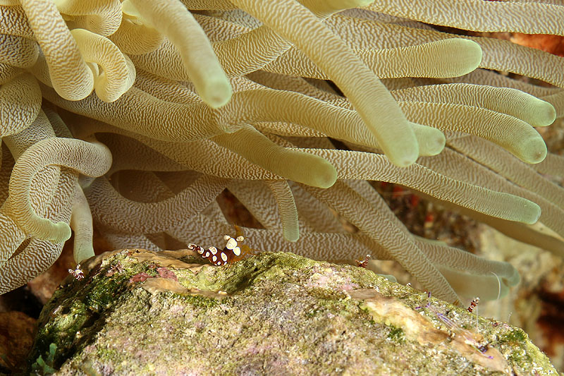 Bonaire - photo n° 114