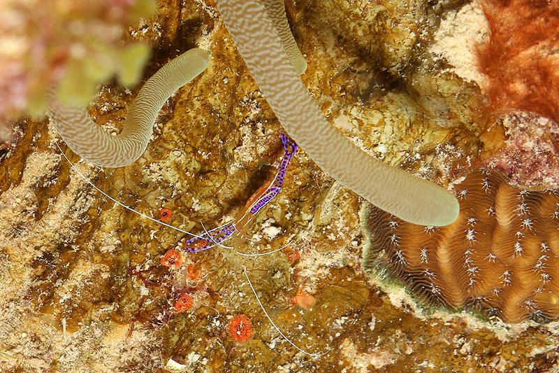 Bonaire - photo n° 115