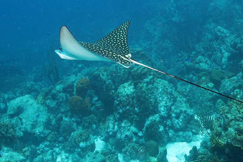 Bonaire - photo n° 116