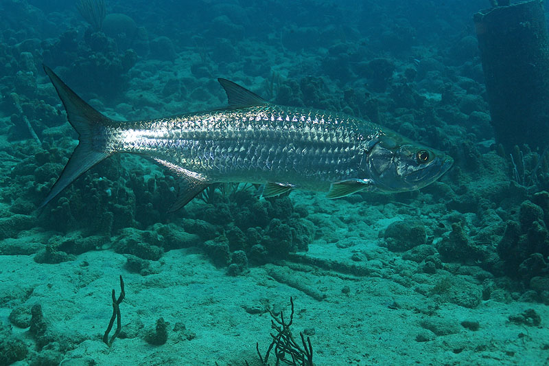 Bonaire - photo n° 118