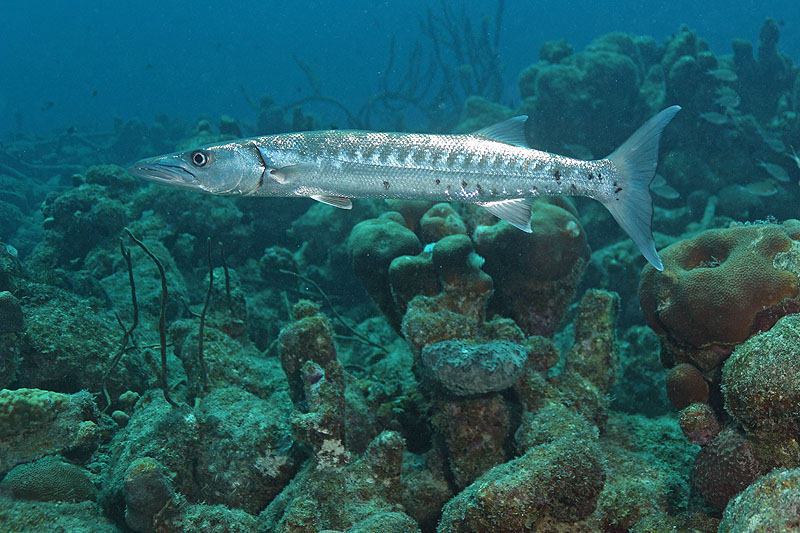 Bonaire - photo n° 119