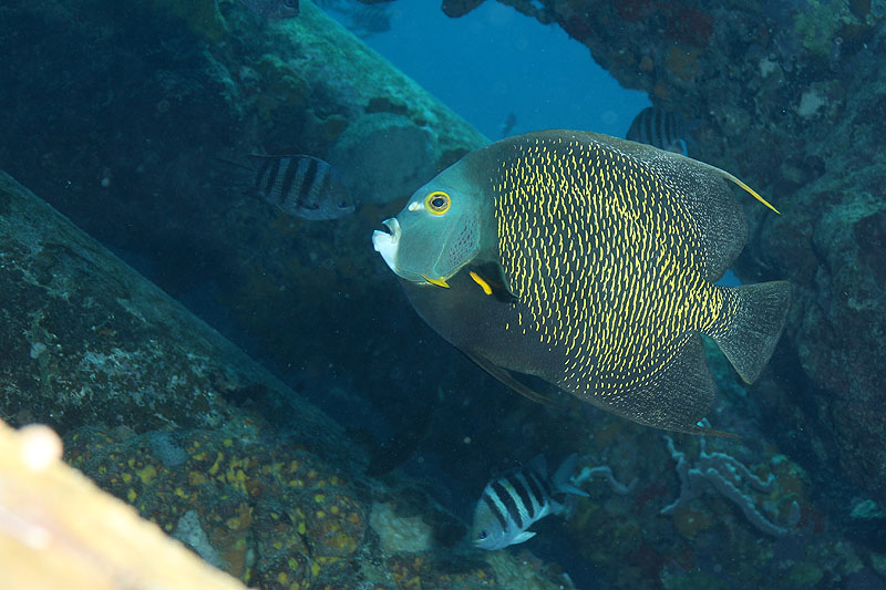 Bonaire - photo n° 121