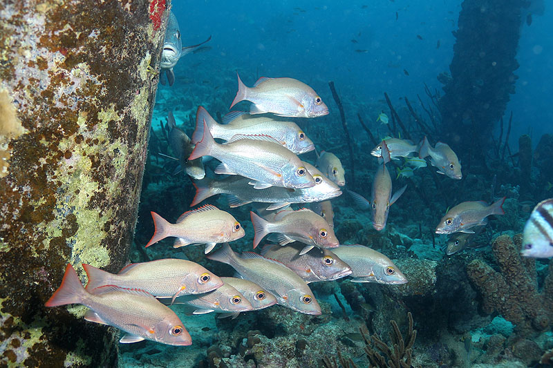 Bonaire - photo n° 122