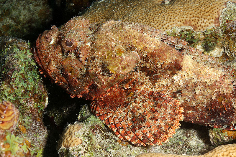 Bonaire - photo n° 124