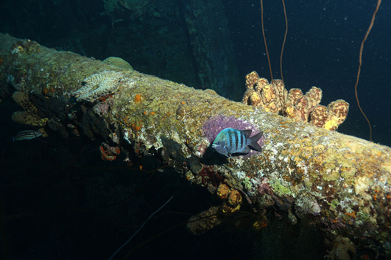 Bonaire - photo n° 127