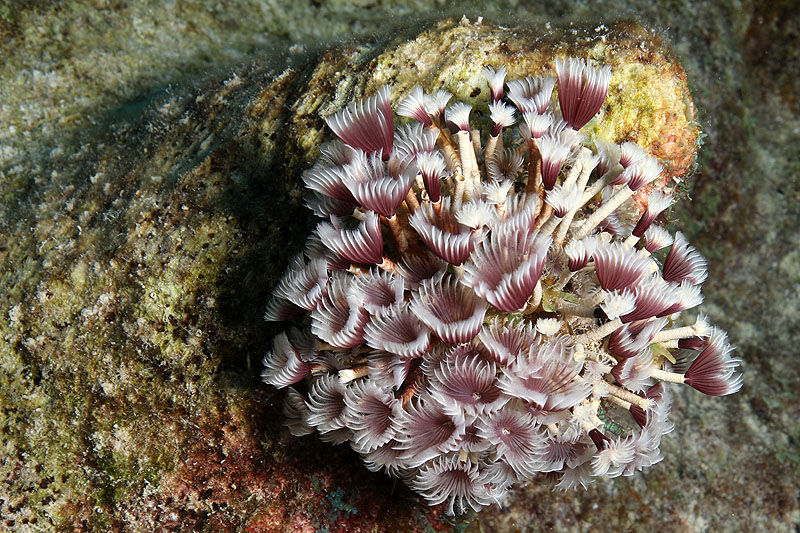 Bonaire - photo n° 131