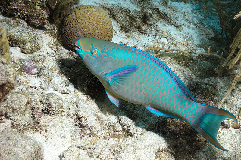 Bonaire - photo n° 132
