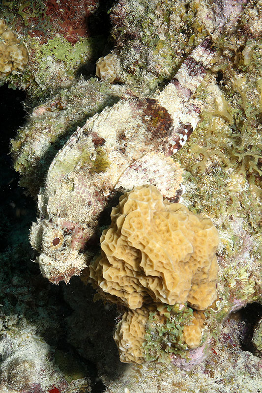 Bonaire - photo n° 133