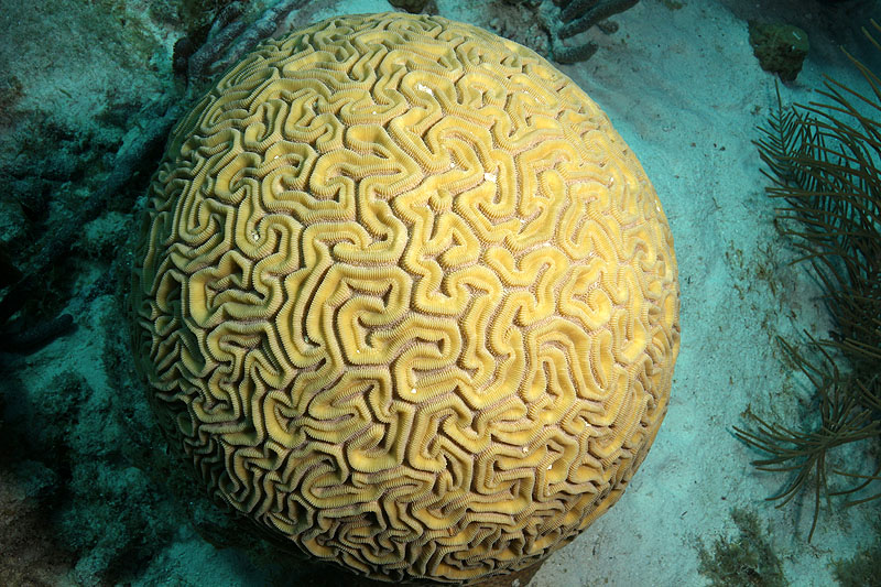 Bonaire - photo n° 134