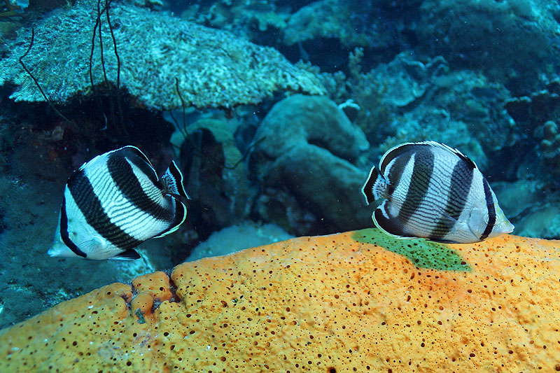 Bonaire - photo n° 136
