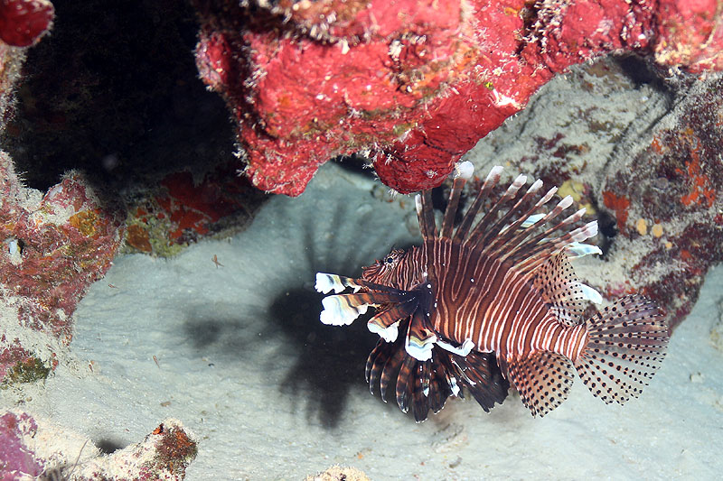 Bonaire - photo n° 137