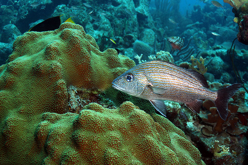 Bonaire - photo n° 138