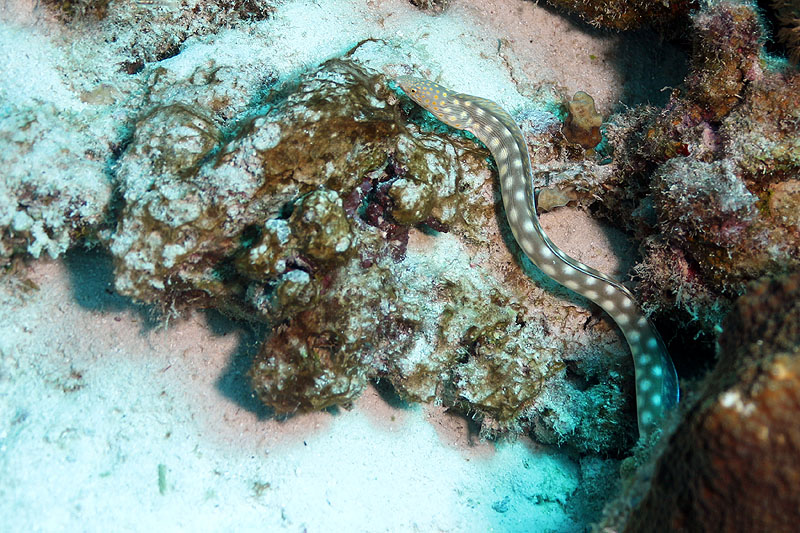 Bonaire - photo n° 139