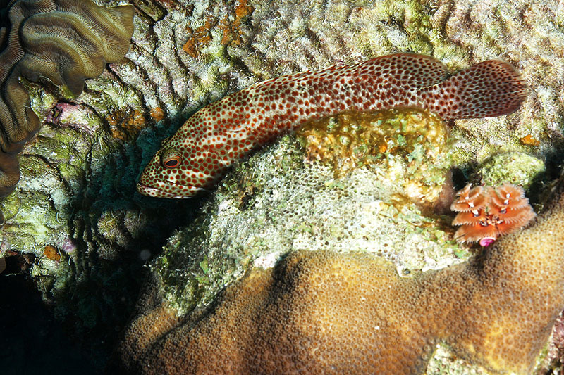 Bonaire - photo n° 140