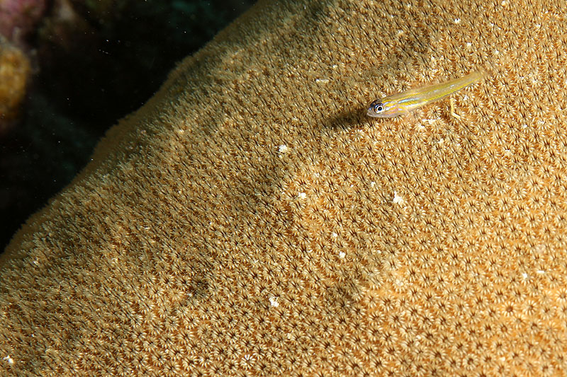 Bonaire - photo n° 141