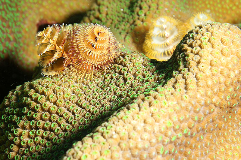 Bonaire - photo n° 142