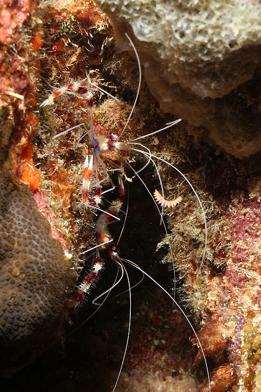 Bonaire - photo n° 144