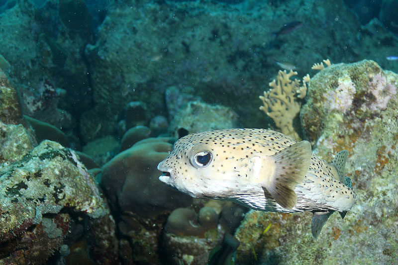 Bonaire - photo n° 155
