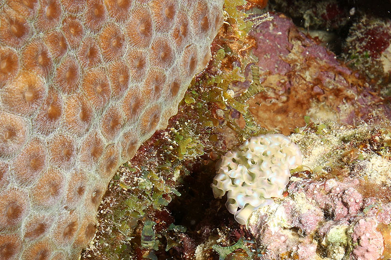 Bonaire - photo n° 156