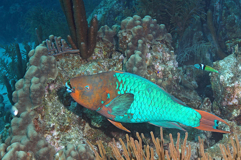 Bonaire - photo n° 157
