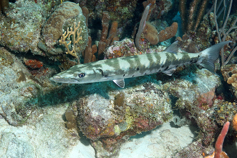Bonaire - photo n° 158