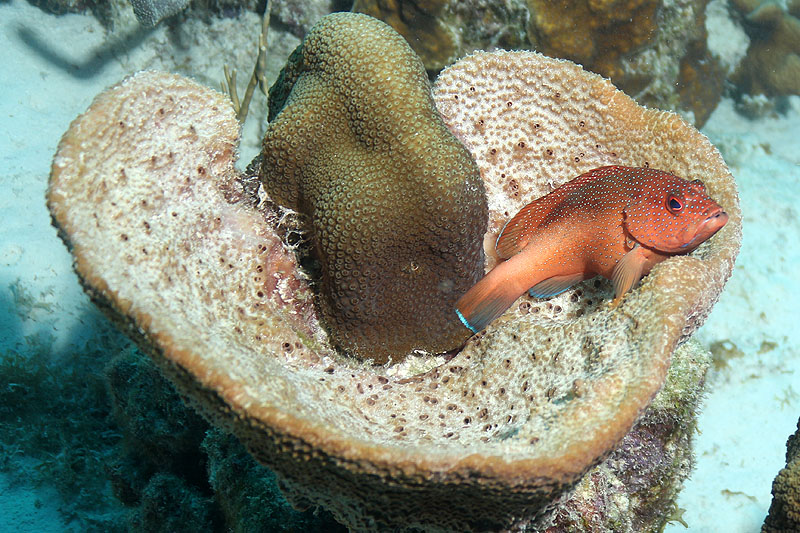 Bonaire - photo n° 159