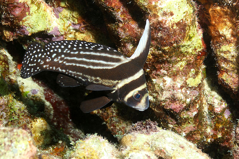 Bonaire - photo n° 160