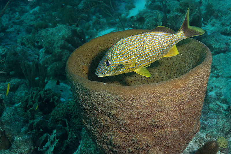 Bonaire - photo n° 161