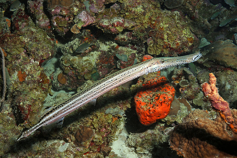 Bonaire - photo n° 162